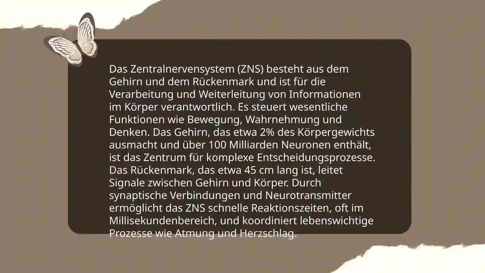 Nervensystem 4