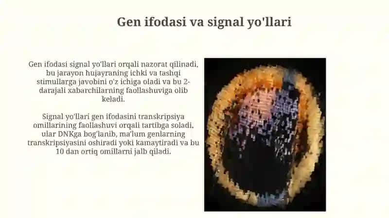 Teri naqshlari ustidan genetik nazorat 4