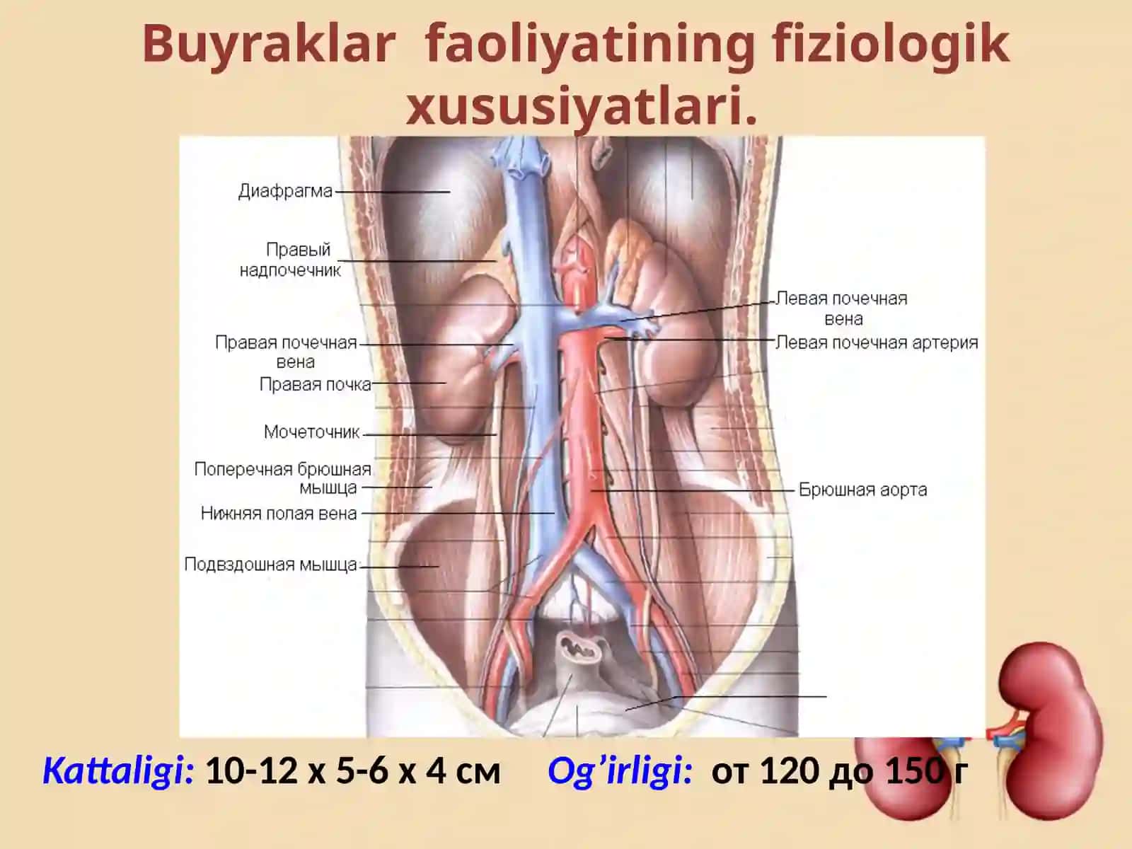 Ayirish organlarining tuzilishi va yoshga xos xususiyatlari 4