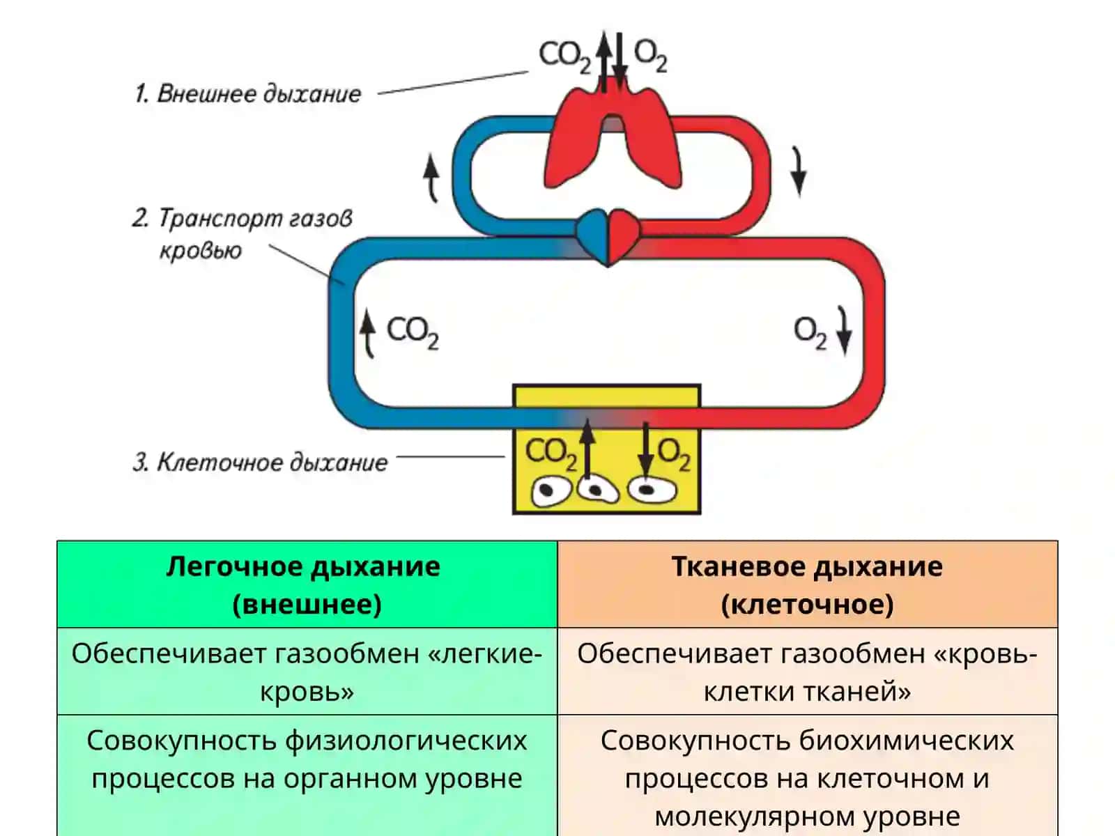 Nafas organlarining tuzilishi va yoshga xos xususiyatlari 4