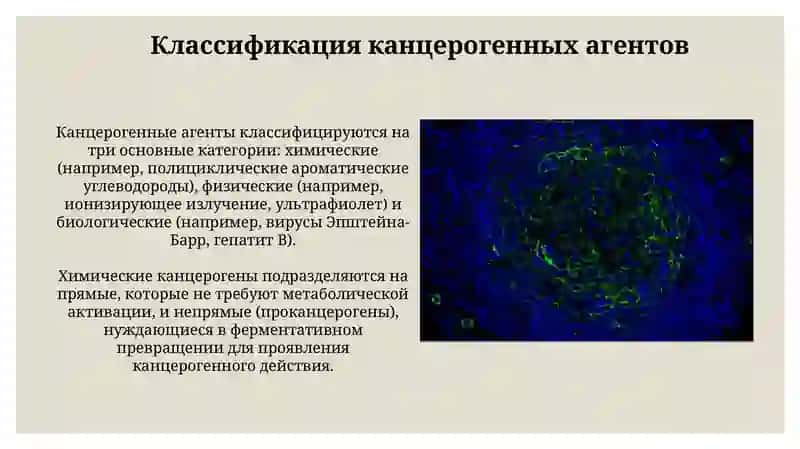 Канцерогенные агенты и их взаимодействие с клетками 4