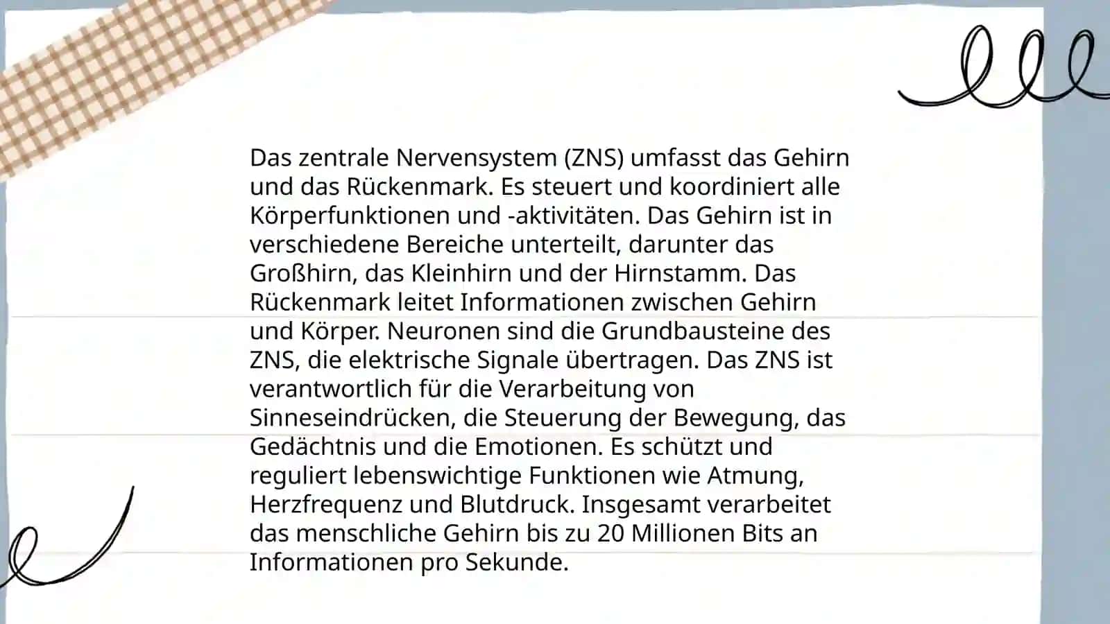 Anatomie des Nervensystems 4