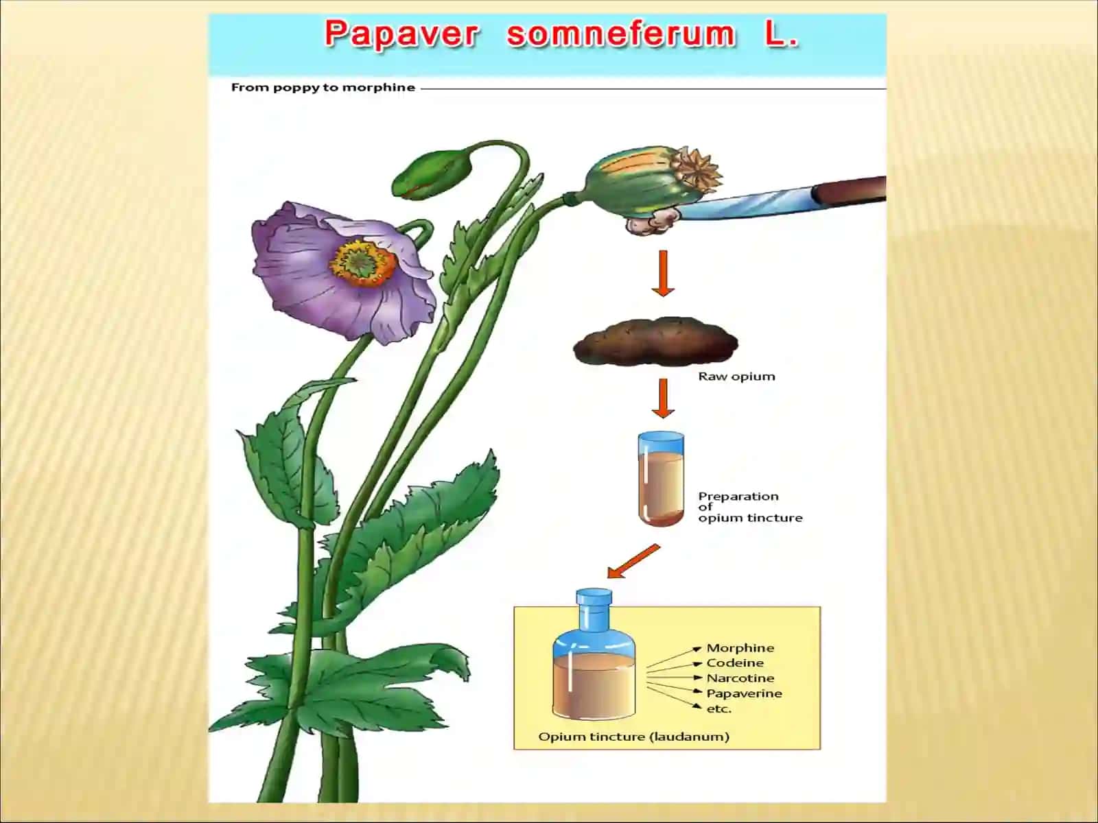 НАРКОТИЧЕСКИЕ И НЕНАРКОТИЧЕСКИЕ АНАЛЬГЕТИКИ 4