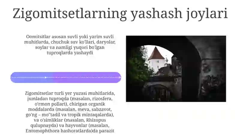 Oomitsetlar, zigomitsetlar sinflari 4