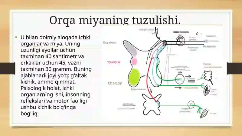 Orqa miyaning harakatlantiruvchi neyronlarining turlari, ularning morfofunksiyal xususiyatlari 4