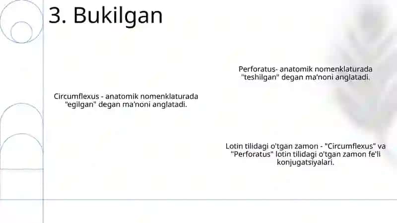 Anatomik Va Gistologik Nomenklaturalarida Qo'Llanadigan O'Tgan Zamon Sifatdoshining Majhullik Nisbati. (Circumflexus-Egilgan, Perforatus-Teshilgan) 4