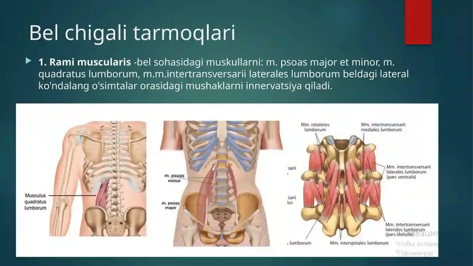 Bel chigali. Dumg’aza chigalining hosil bo’lishi va uning shoxlari. Oyoq terisining innervatsiyasi 4