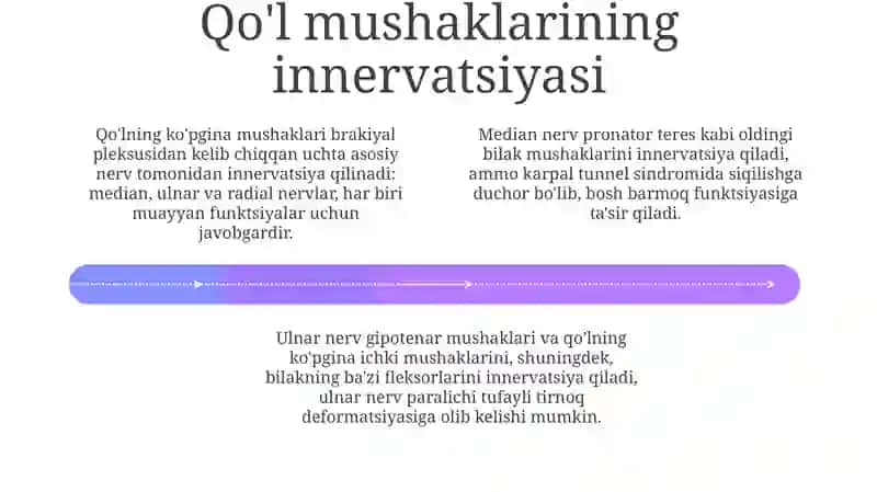 Qoʻl va oyoq terisi va mushaklari innervasiyasining anatomiyasi 4