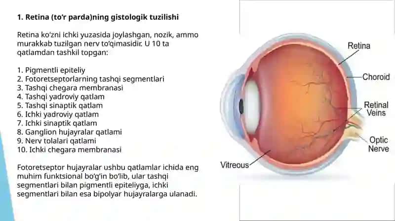 Fotoretseptor hujayralarning ultrastrukturasi va gistafiziologiyasi. Fotoreseptsiyaning sitologik va molekulyar mexanizmlari. Gematooftalmik to‘siqning tarkibi, funksiyalari va buzilishlari 4