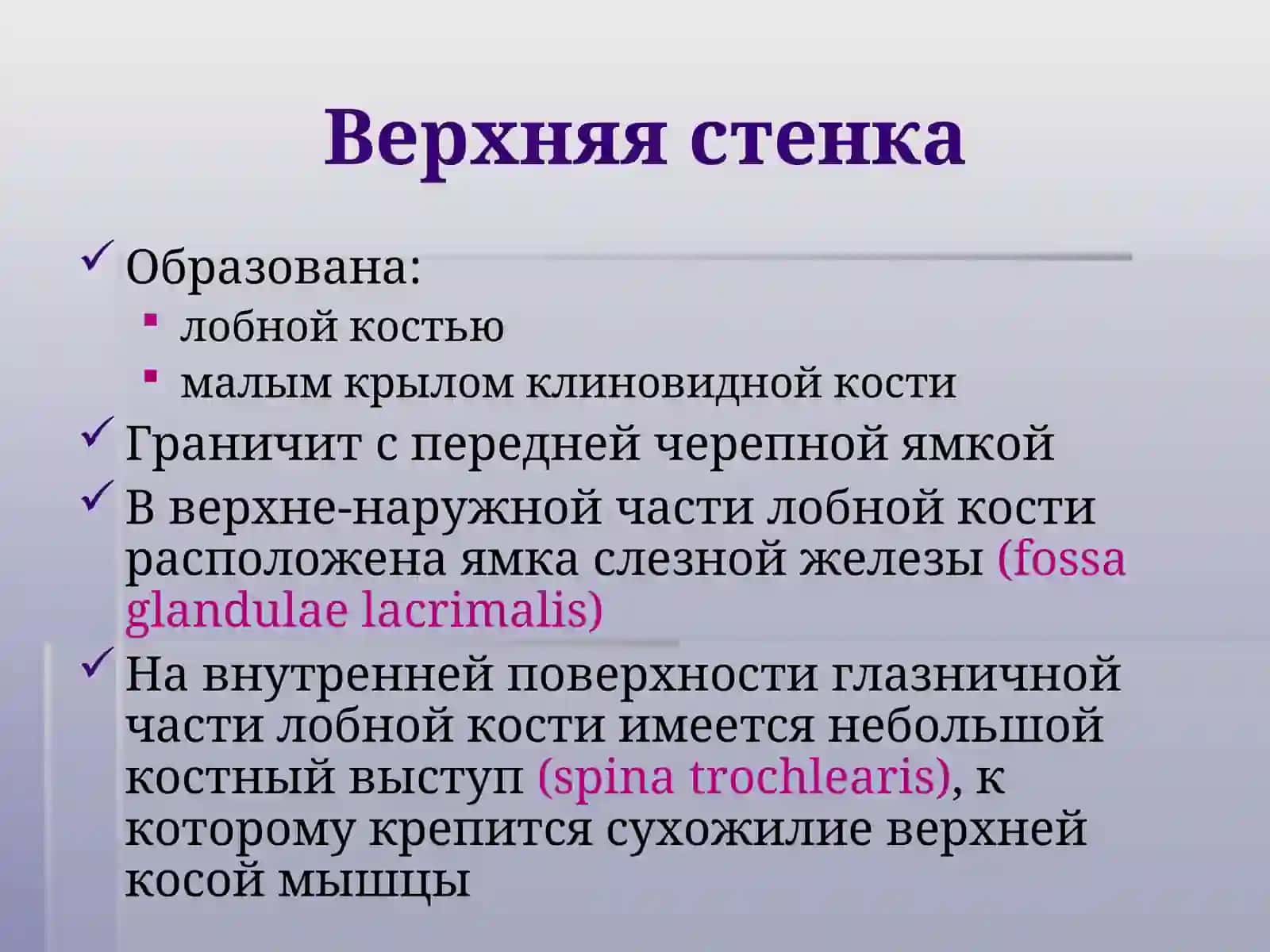Анатомия органа зрения 4