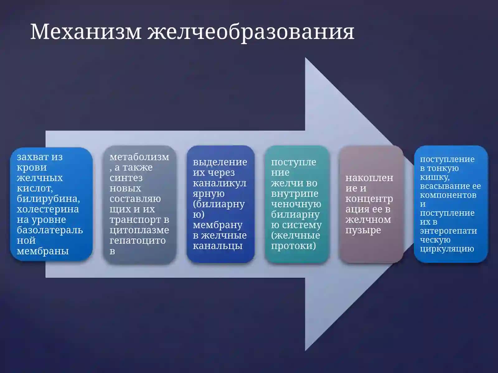 Процесс желчеобразования 4
