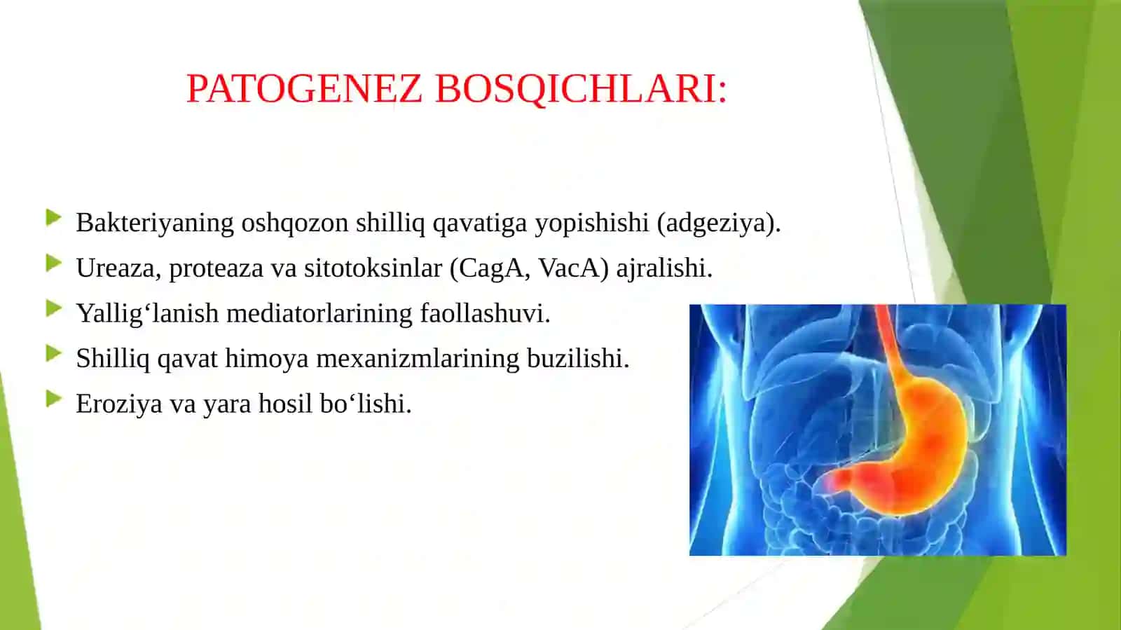 GASTRIT OSHQOZON-ICHAK YARASI VA KOLIT KELIB CHIQISHIDA MIKROORGANIZMLARNING AHAMIYATI, PATOGENEZI, LABORATORIYA TASHHISI. KAMPILOBAKTERIYALAR, HELIKOBAKTERIYALAR VA ULARNING AMALIYOTIDAGI AHAMIYATI. 4
