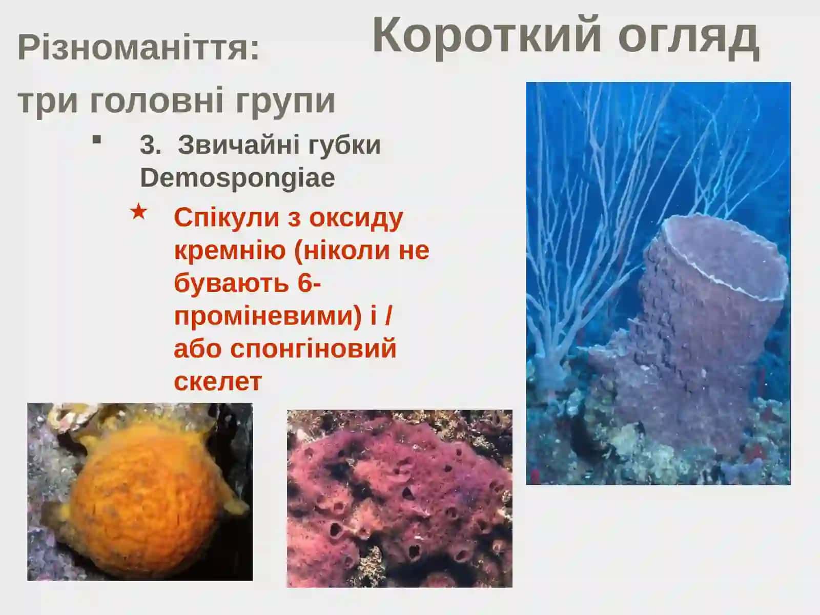 Тип Губки - Porifera 4