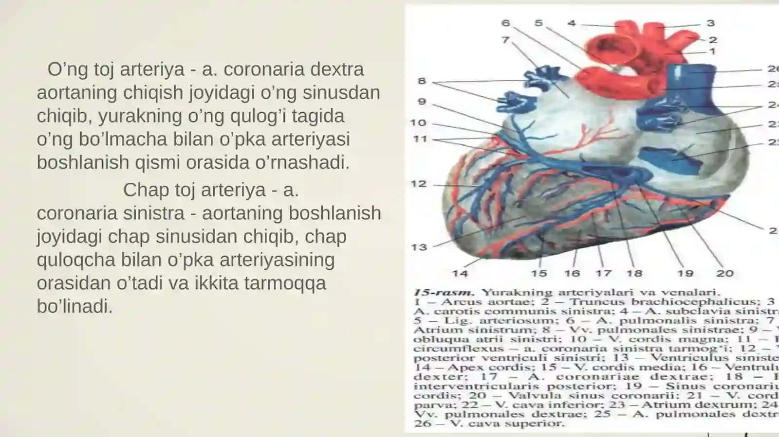 Qon tomirlar sistemasini tushunish 4