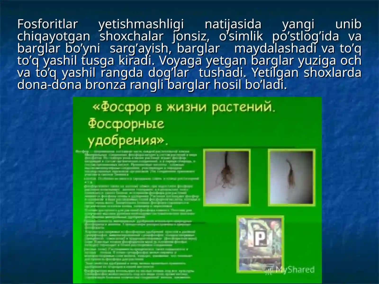 O’simliklarda uchraydigan fosforitlar va ularning hayotiy ahamiyati 4