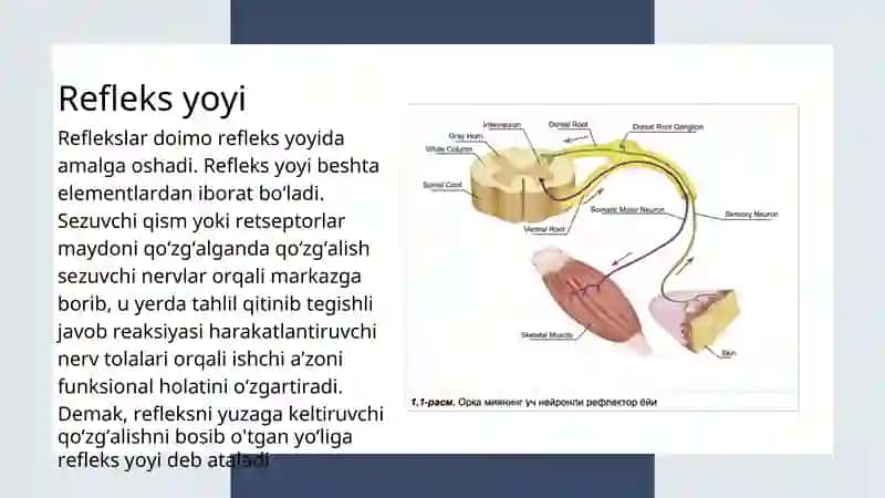 Nerv tizimining umumiy fiziologiyasi 4