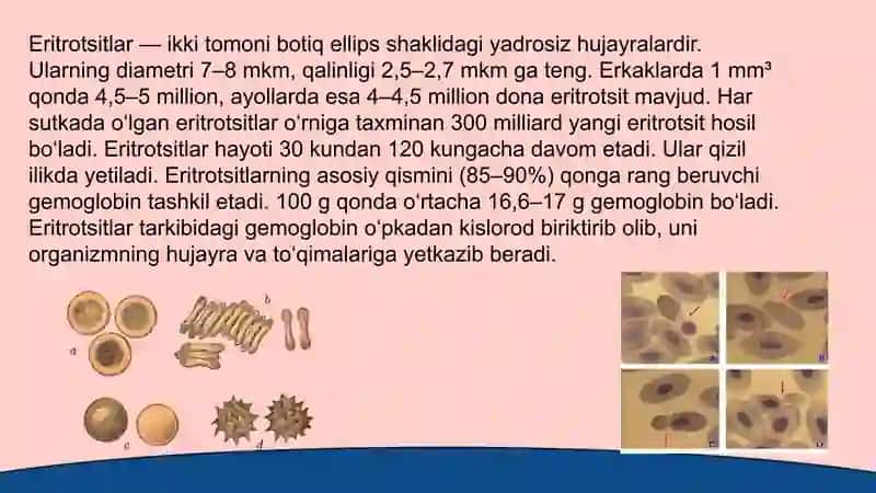 Qonning shaklli elementlari 4