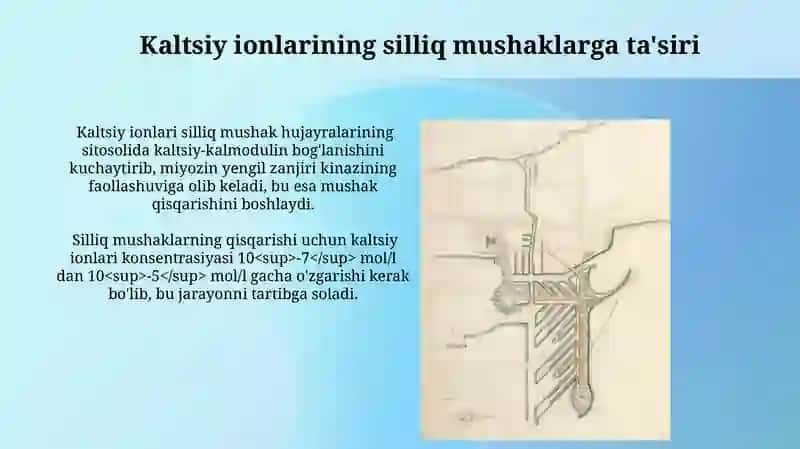 Silliq Mushaklarning Tuzilishi 4