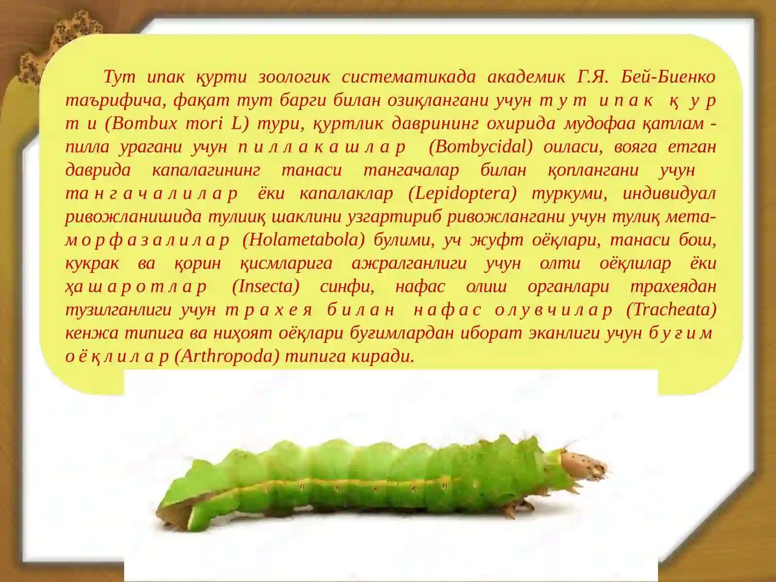 Тут ипак қурти 4