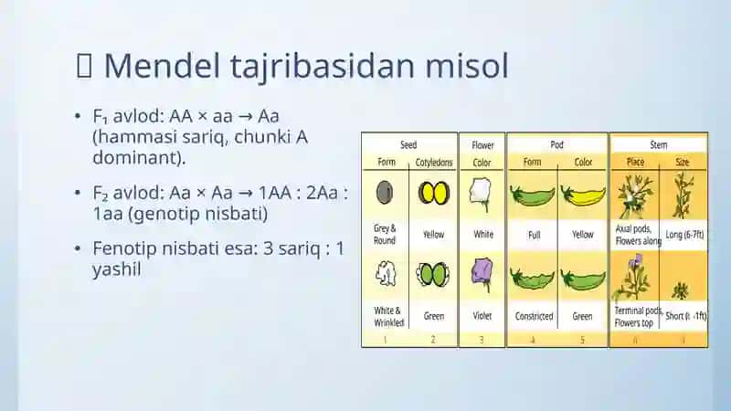Monoduragay chatishtirish. Allel bo’lgan genlarning o’zaro ta’siri ko’pallelik. 4