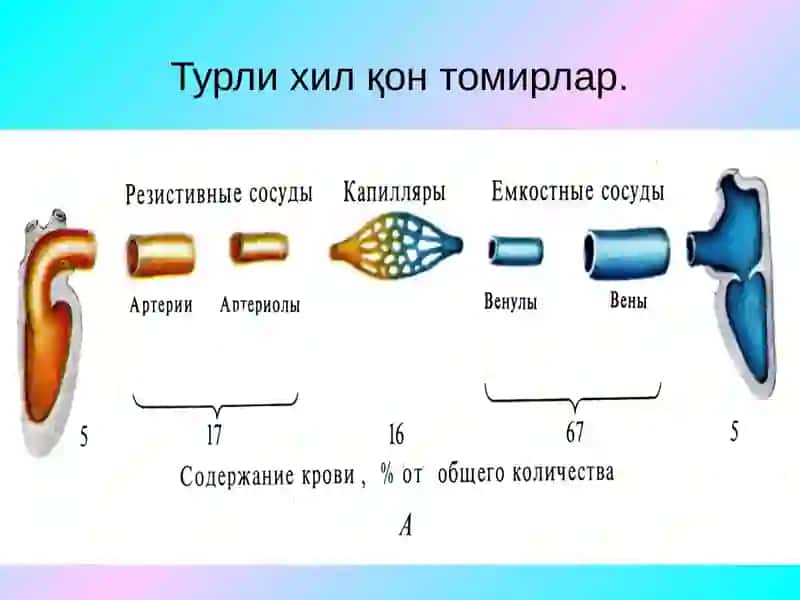 Гемодинамика асослари. Томирлар тонусини бошқарилиши 4
