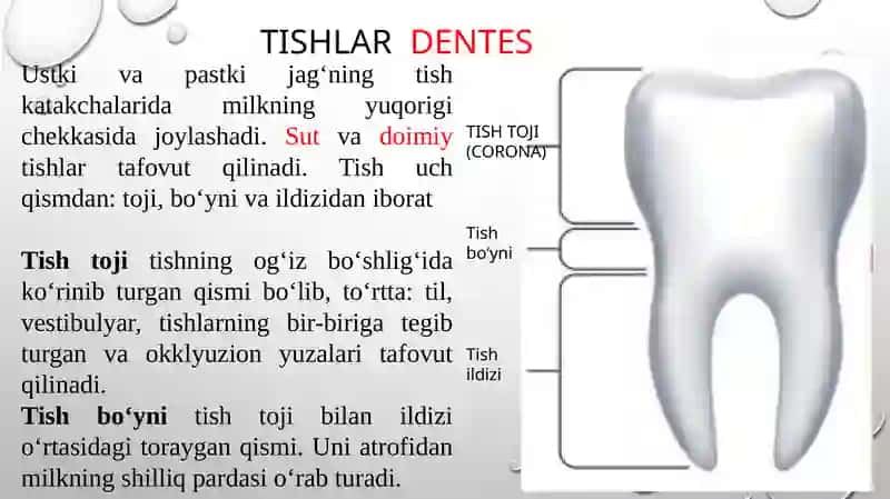 ovqat hazm qilishni 4