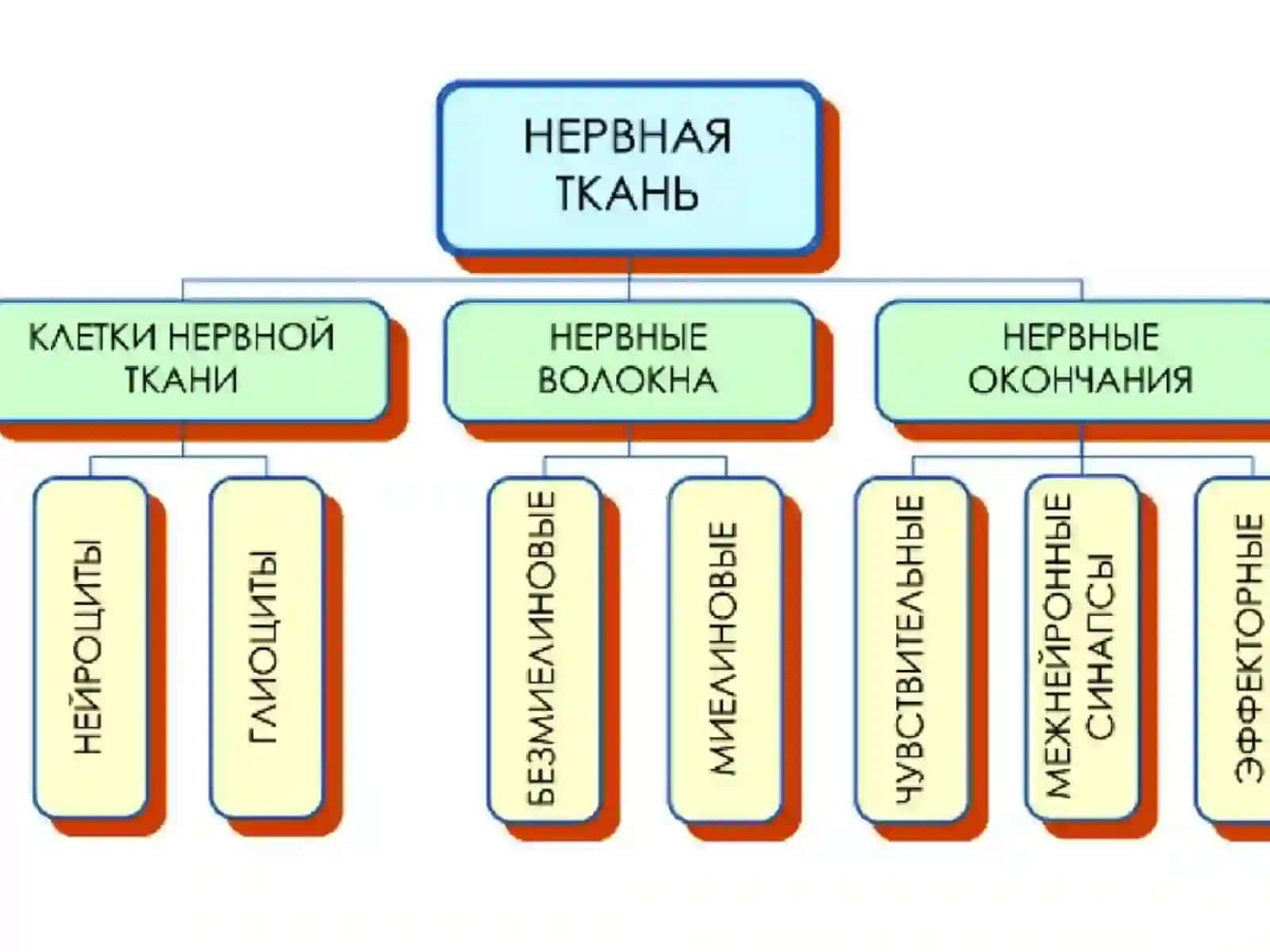 Нервная ткань 4