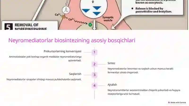Neyromediatorlar biosintezi, ahamiyati va kasalliklari 4