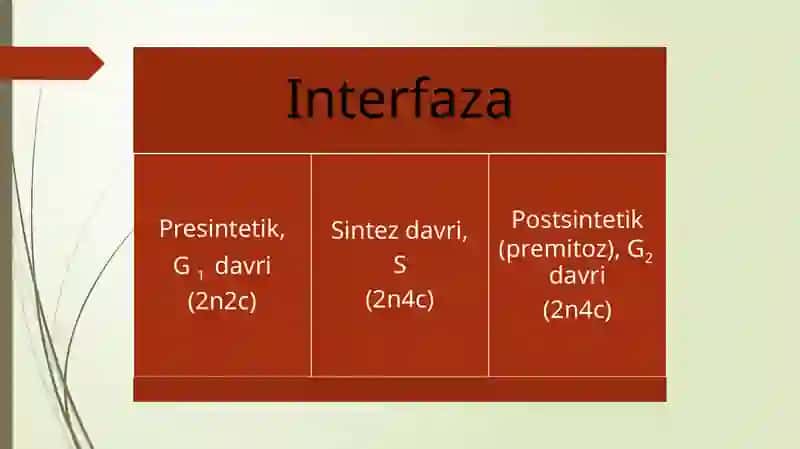 Hujayralarning mEyotik sikli. MITOZ VA MEYOZ PATOLOGIYASI. 4