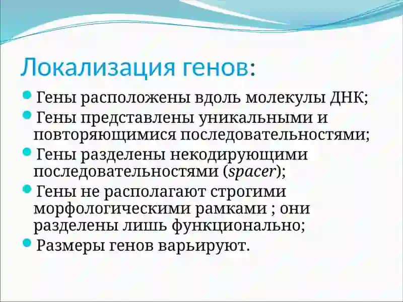 Структура и функции гена 4