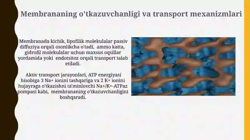 Lipidlar va Lipoidlar 4