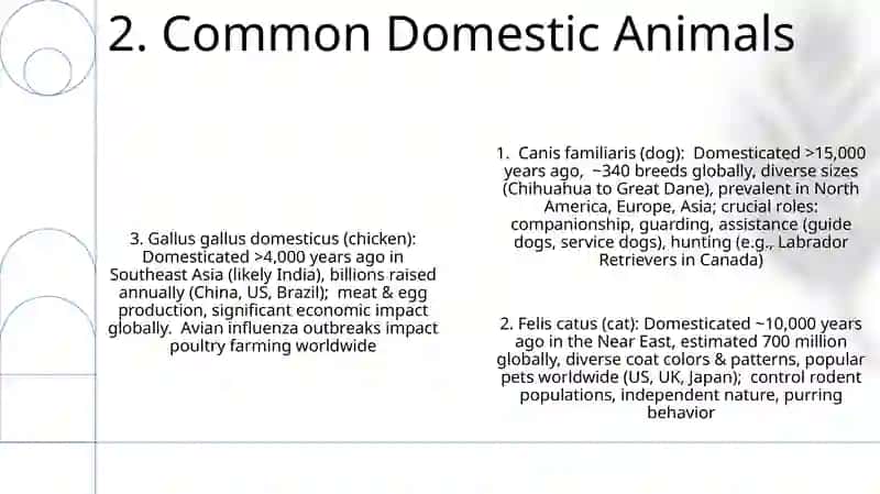 Domestic animals 4