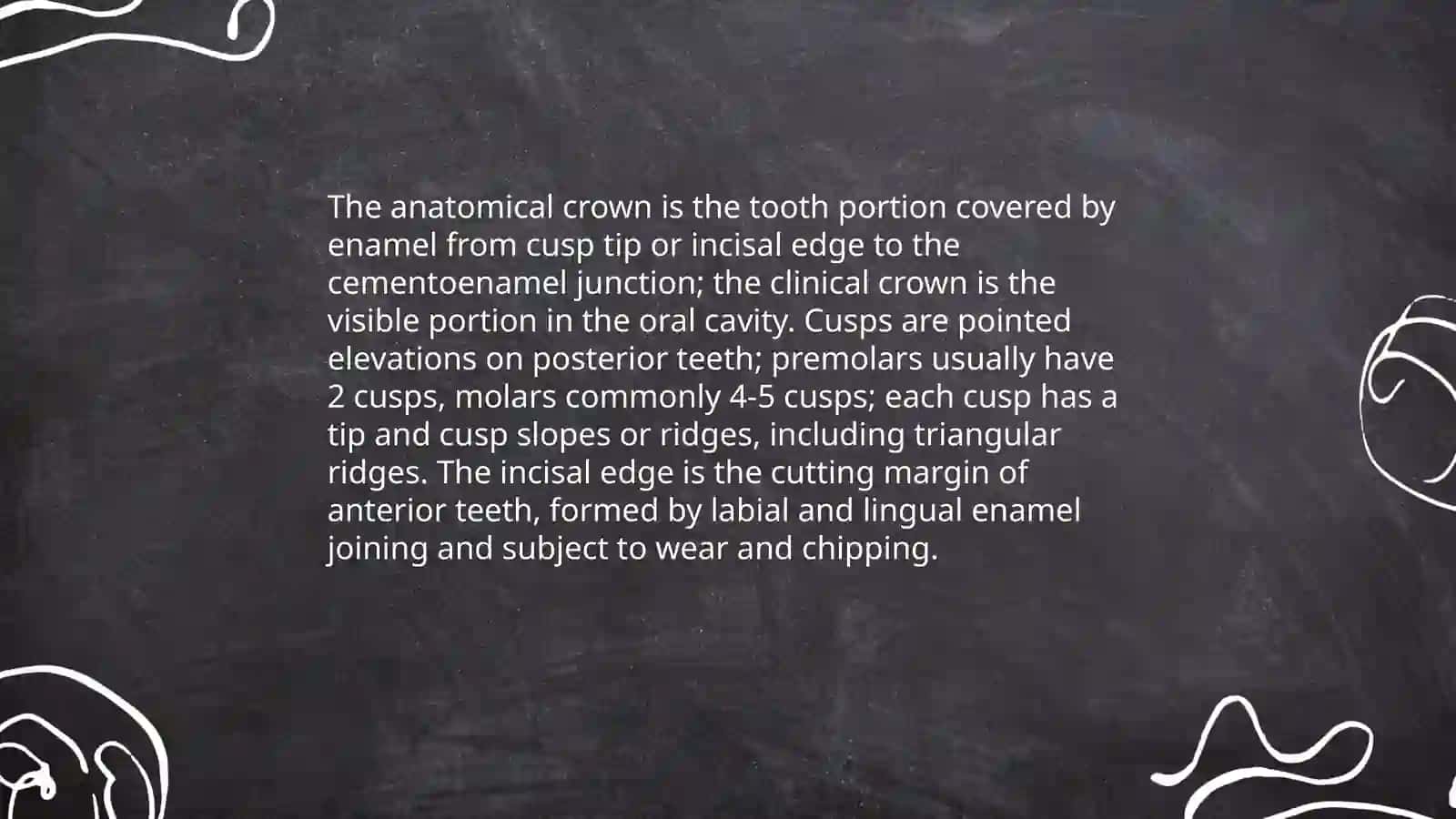 Teeth anatomy 4