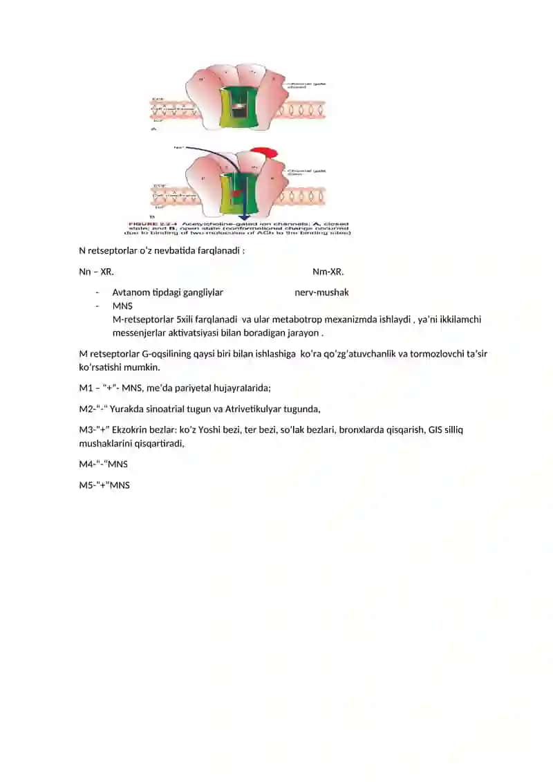 Sinapslar fiziologiyasi. Retseptorlar 4