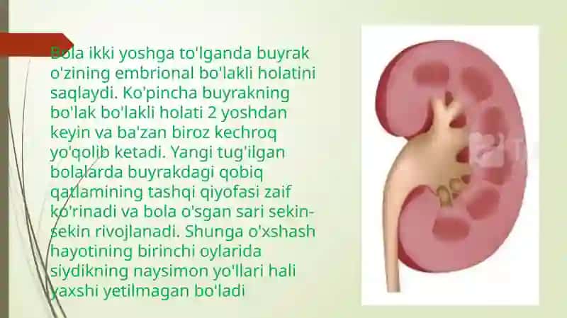Bolalarda buyrak, siydik yo’li, siydik pufagi va siydik chiqarish kanali anatoma – fiziologik xususiyatlari 4