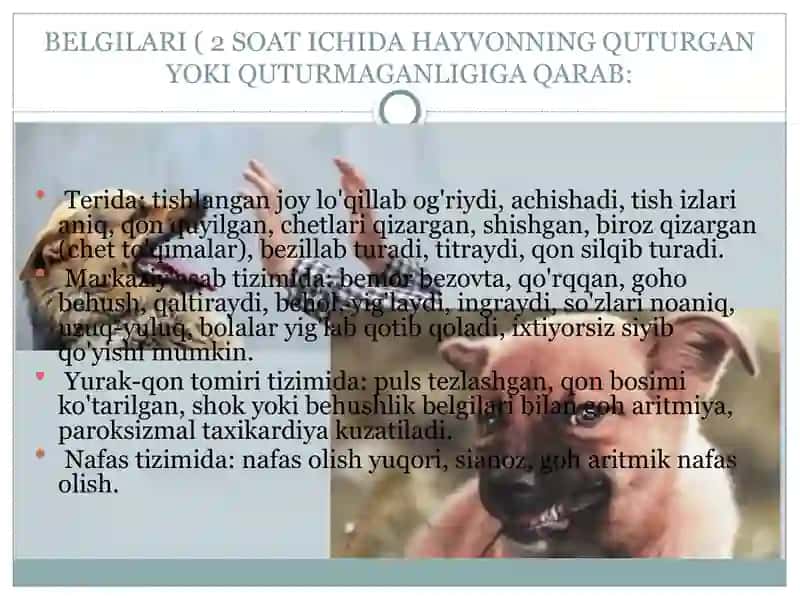 HAYVON TISHLASHI, ILON VA QUMURSQALAR CHAQISHIDA TIBBIY YORDAMNI TA’MINLASH 4