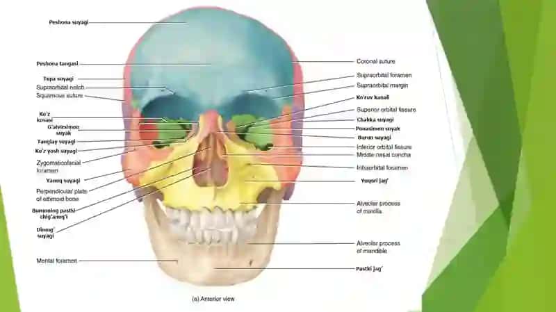 BOSH,GAVDA,QO’L VA OYOQ SKELETI TUZILISHI 4