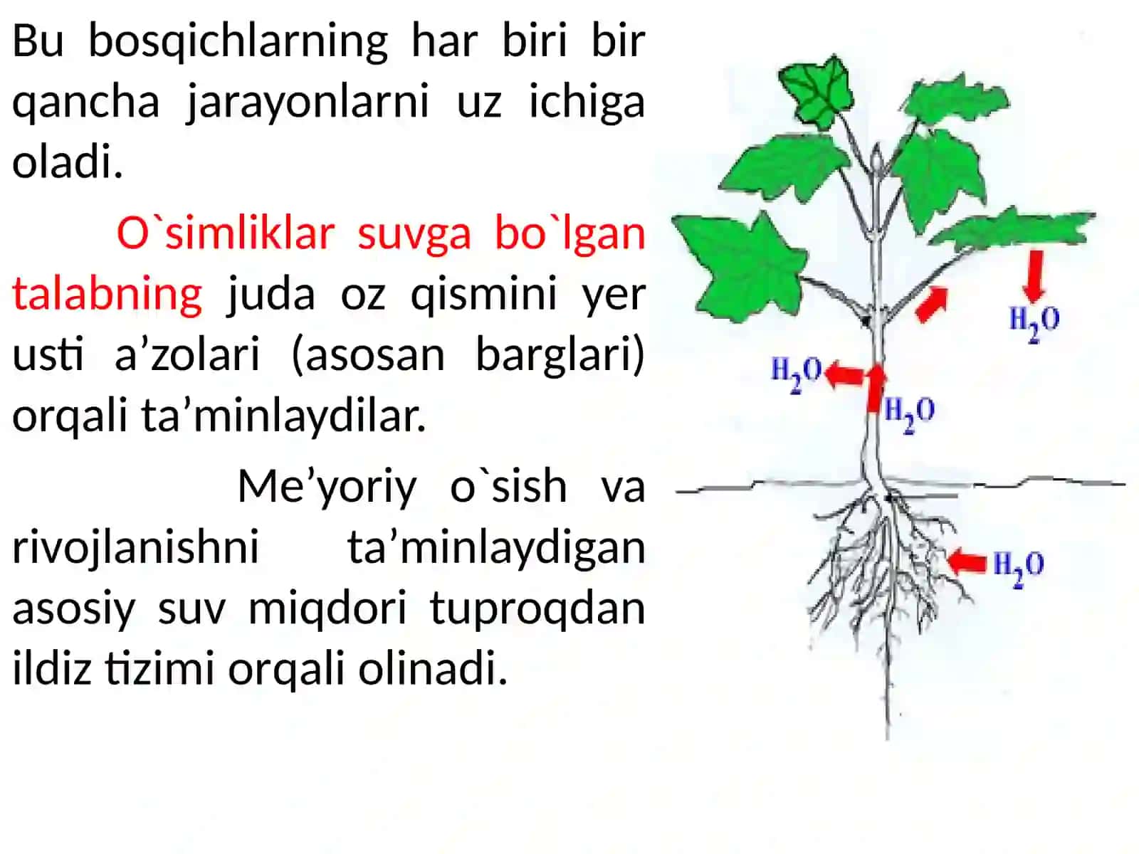 Suvning o‘simlik bo‘ylab harakati. Transpiratsiya 4