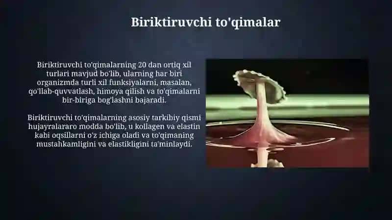 Muskul to'qimasi 4