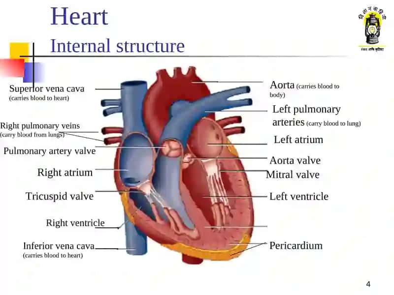 Circulatory system 4