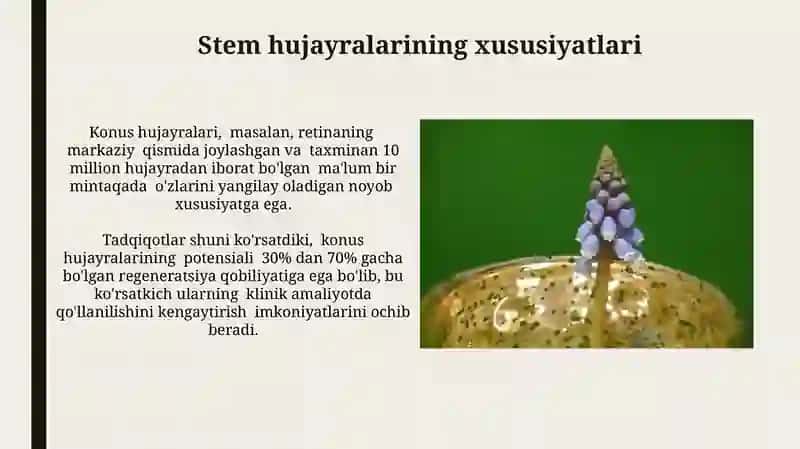 Konus stem hujayralari tadqiqotlari 4