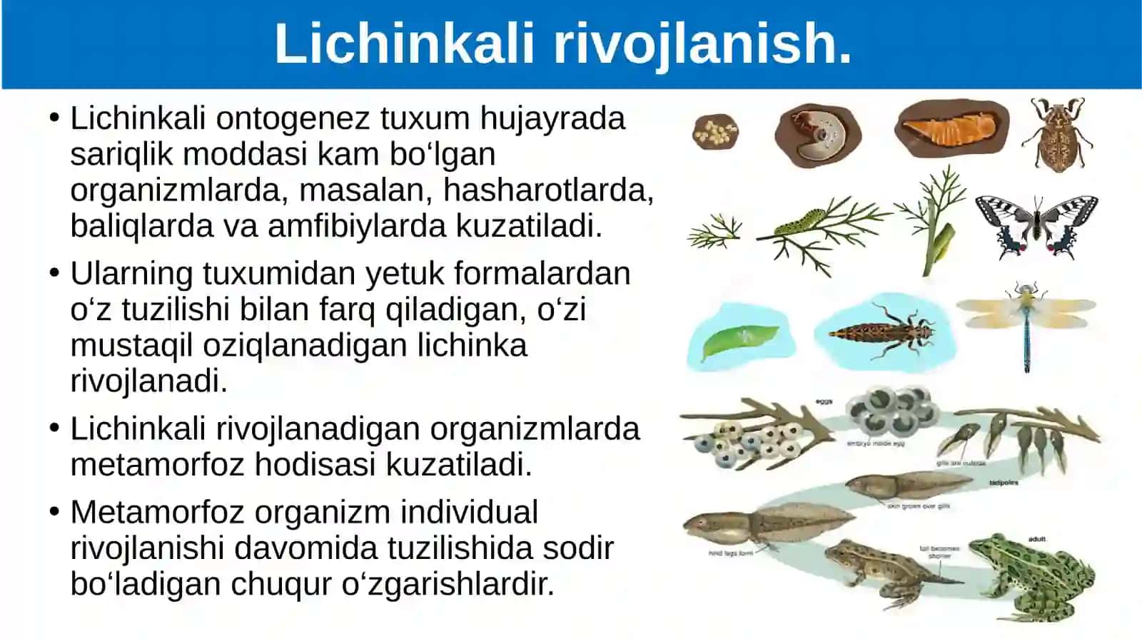Organizmlarning individual taraqqiyoti- ontogenez. Ontogenez haqida tushuncha 4