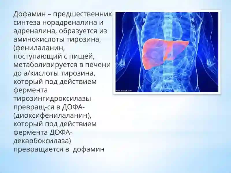 Дофамин и дофаминергические препараты 4