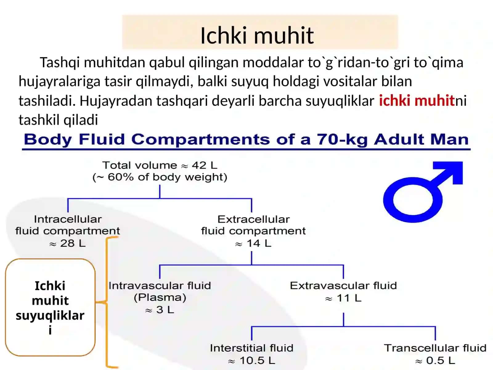 Ichki muhit, qon sistemasiga kirish 4