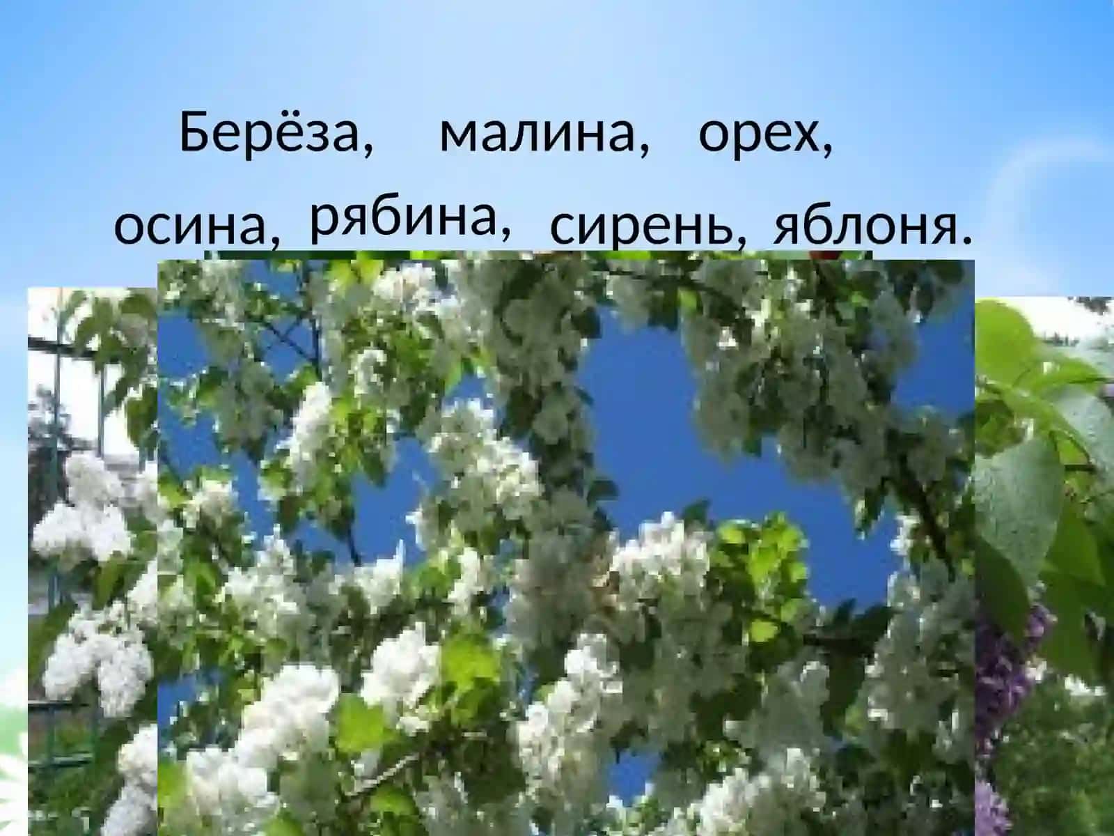 УРОК РУССКОГО ЯЗЫКА 3 КЛАСС, «Род имён существительных» 4