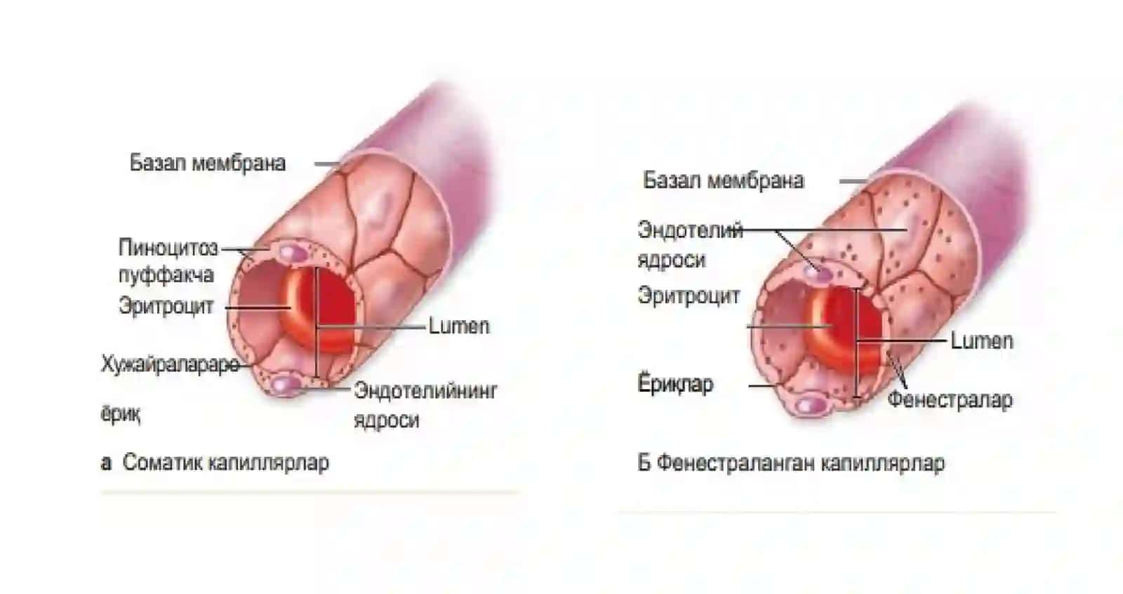 GISTOLOGIYA ENDOKRIN SISTEMASI-1 4