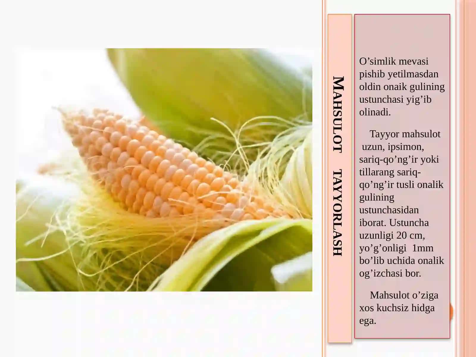 Dorivor o’simliklarni yetishtirish agrotexnologiyasi amaliyotidan prezentatsiyasi 4
