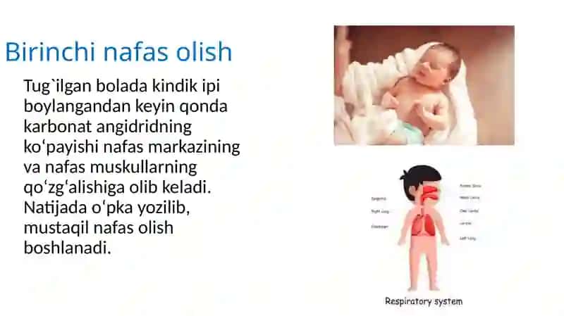Nafas olish a`zolarining tuzilishi 4