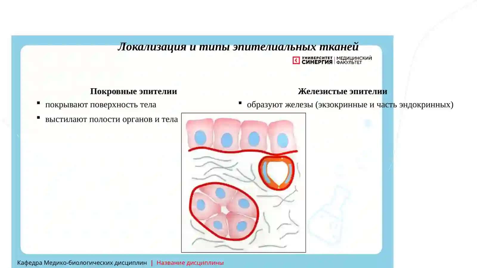 Гистология: Эпителиальные ткани 4