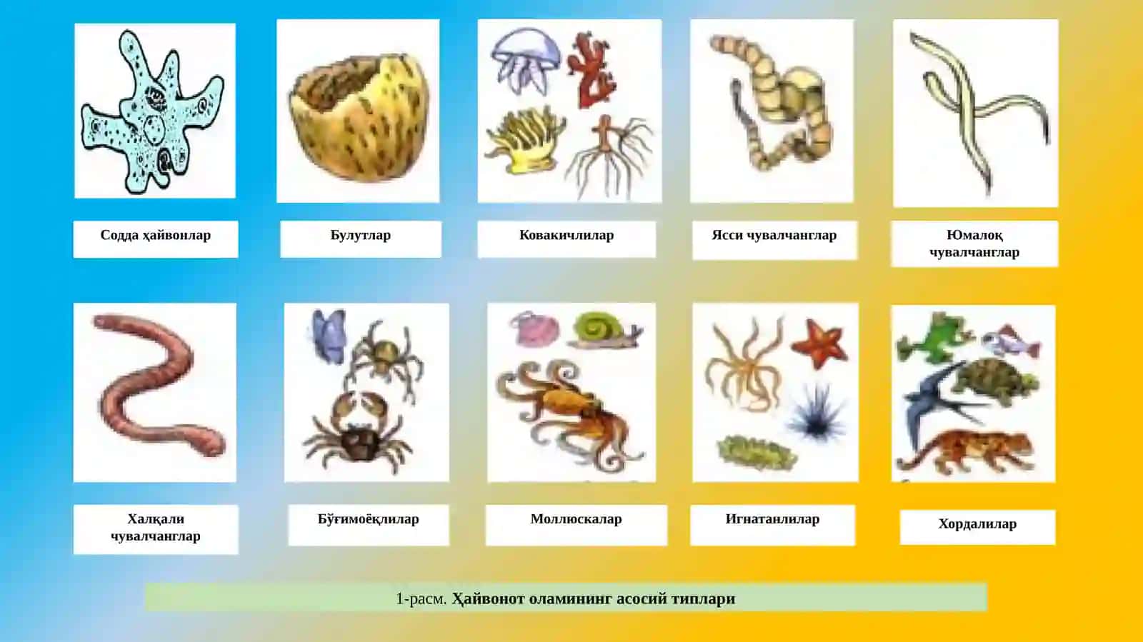 Ҳайвонотдунёси ва уларни муҳофаза қилиш 4